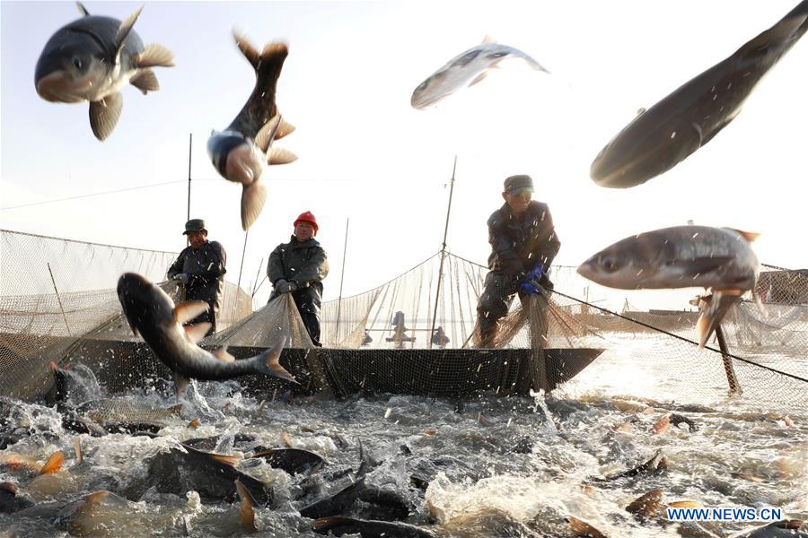 #CHINA-JIANGSU-FISH CATCHING (CN)