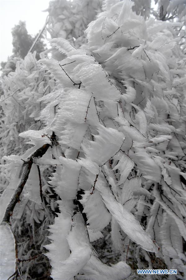 CHINA-JIANGXI-NANCHANG-FROST (CN)