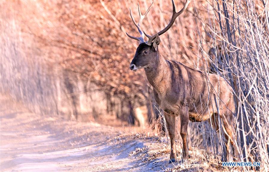 CHINA-TIBET-ANIMALS-WINTER HABITAT (CN)