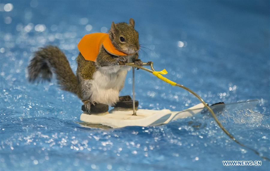 CANADA-TORONTO-SKIING SQUIRREL