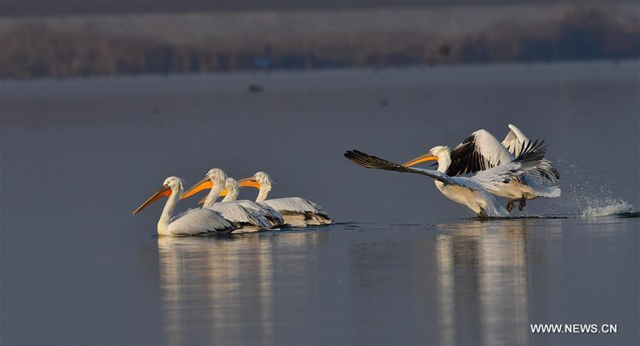 CHINA-FUJIAN-PELICAN-WINTER (CN)