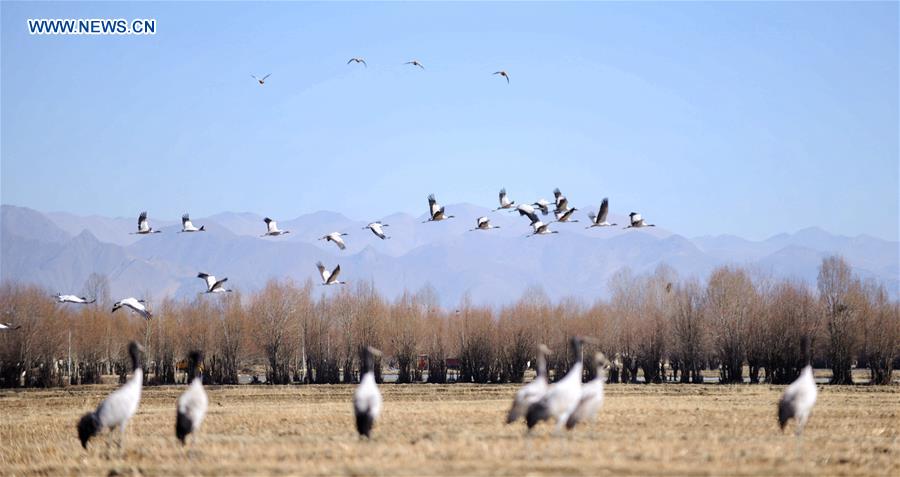 CHINA-XIGAZE-BLACK-NECKED CRANE (CN)