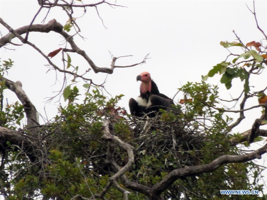 CAMBODIA-RARE VULTURE-DISCOVERY