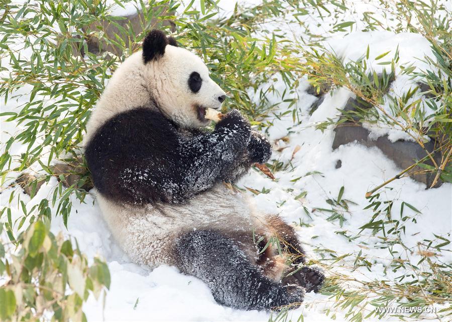 #CHINA-NANJING-SNOW-GIANT PANDA (CN)