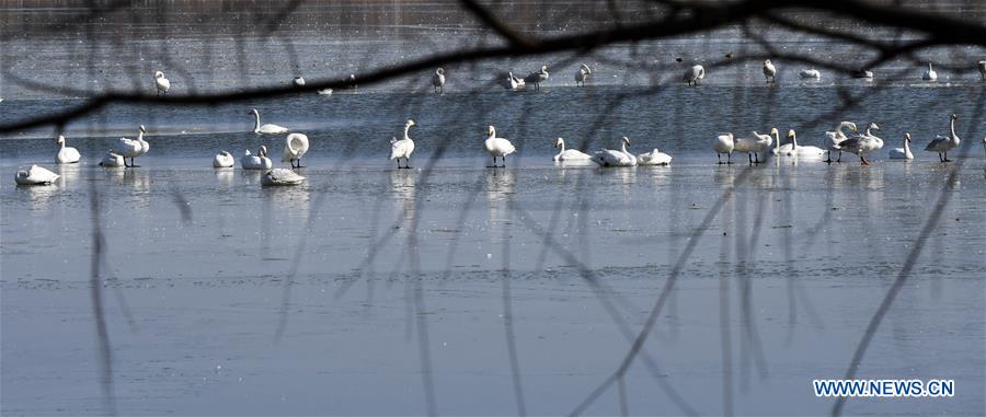 CHINA-HENAN-SANMENXIA-SWAN (CN)