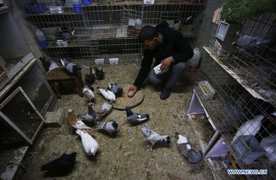 MIDEAST-NABLUS-PIGEON BREEDER