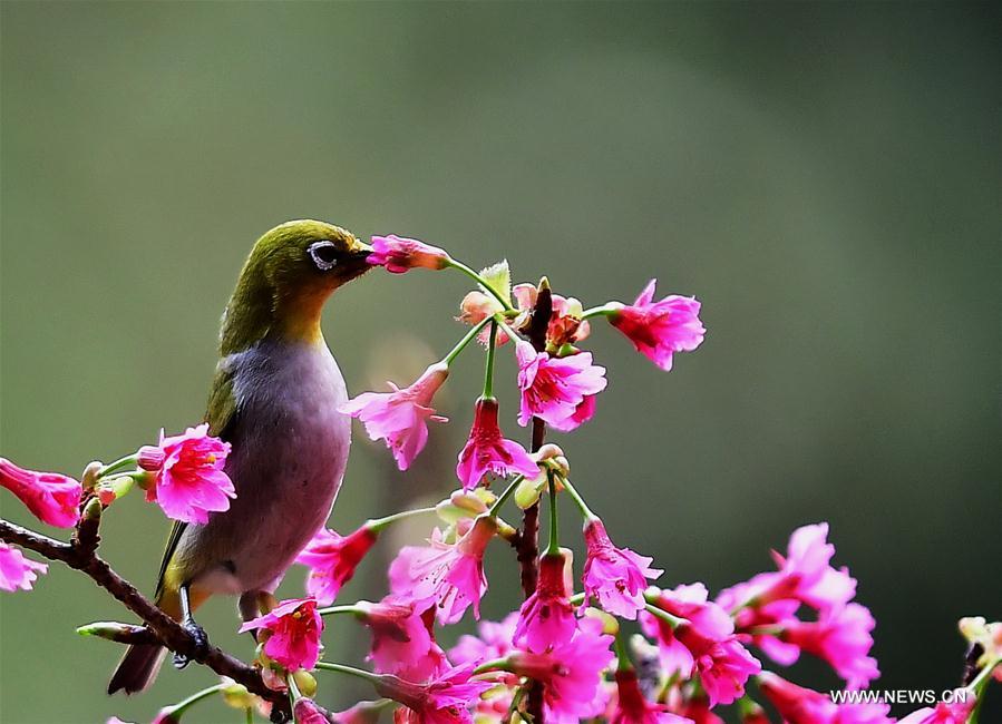 CHINA-FUJIAN-CHEERY BLOSSOM-BIRDS (CN)