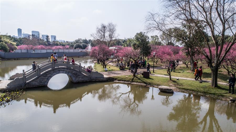 CHINA-HUNAN-CHANGSHA-PLUM BLOSSOMS (CN)