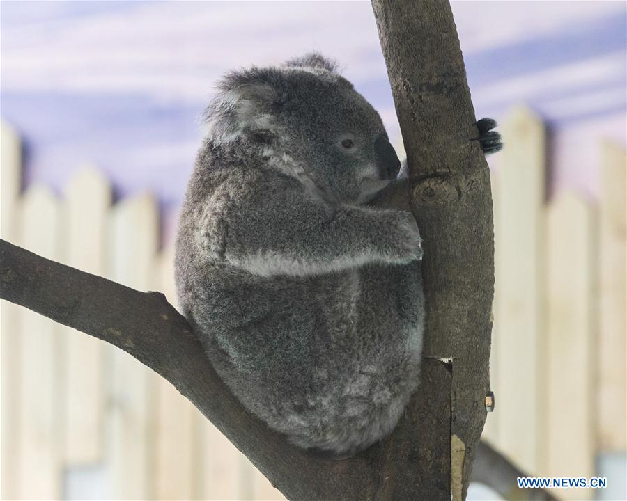 #CHINA-NANJING-KOALAS (CN)