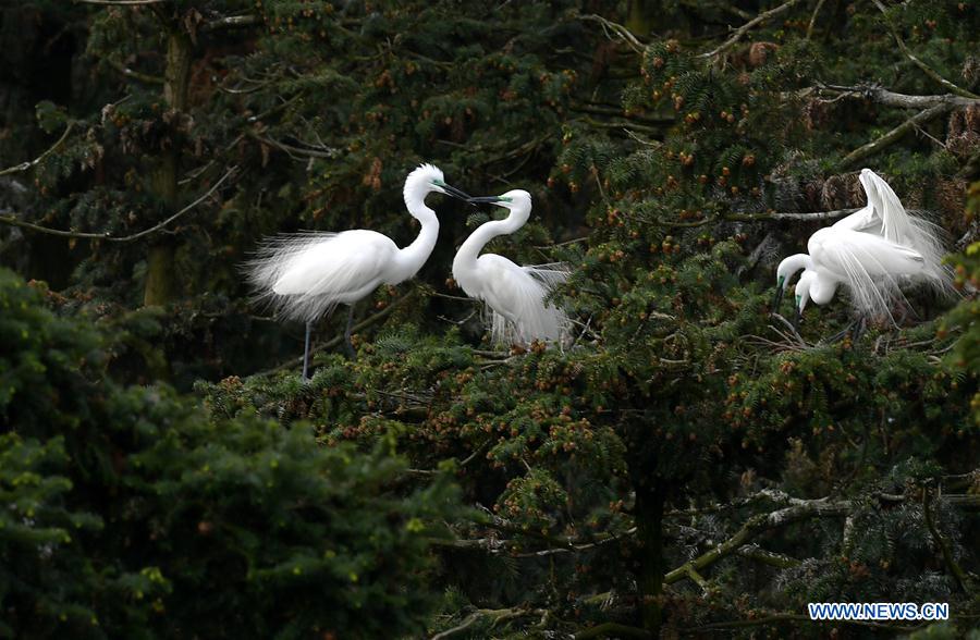 CHINA-JIANGXI-EGRETS (CN)