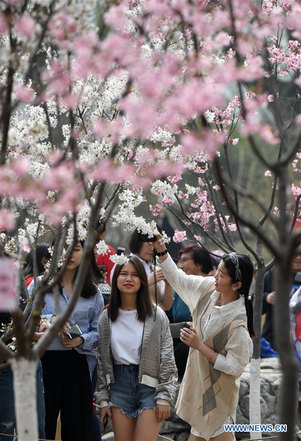 CHINA-BEIJING-CHERRY BLOSSOM (CN)