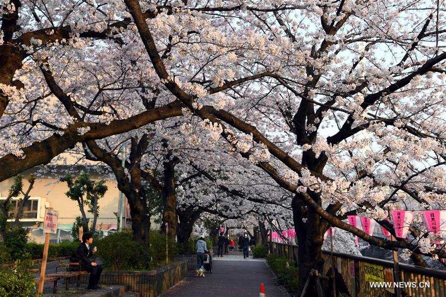 JAPAN-TOKYO-CHERRY BLOSSOMS