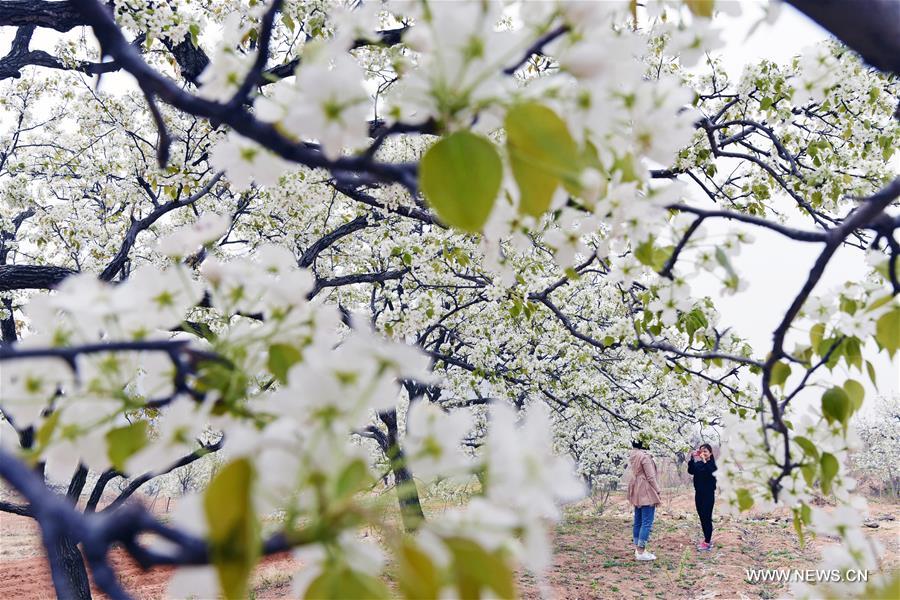 #CHINA-SHANDONG-PEAR BLOSSOM (CN)