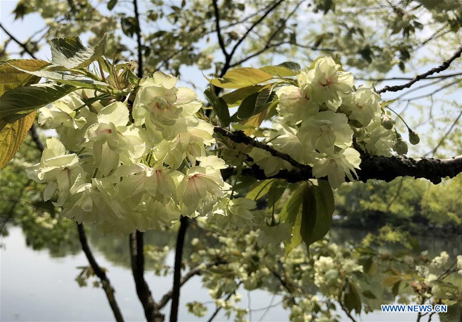 CHINA-HANGZHOU-WEST LAKE-CHERRY BLOSSOMS (CN)