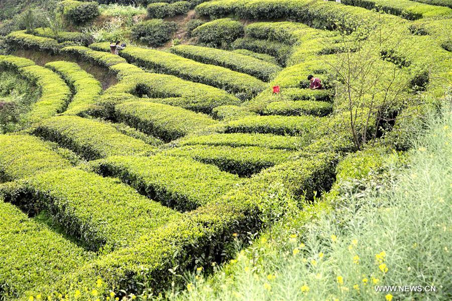 #CHINA-SPRING-TEA GARDEN-HARVEST (CN)