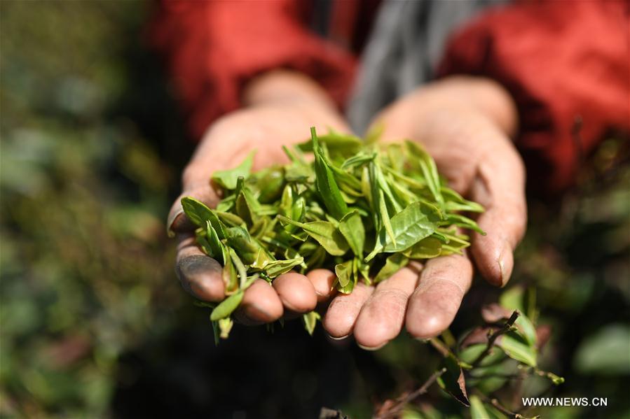 CHINA-NANCHANG-TEA PRODUCTION (CN)