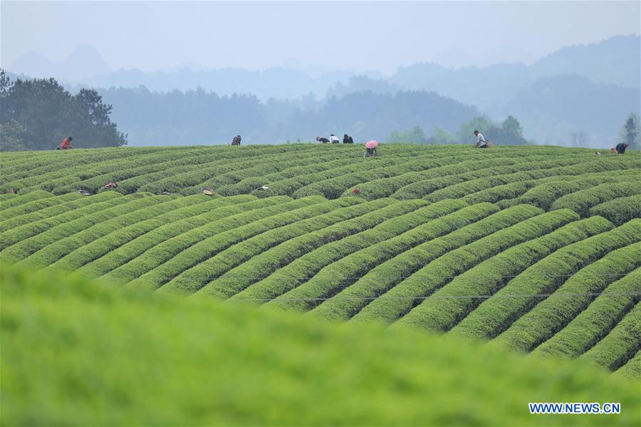 CHINA-MEITAN-TEA GARDEN(CN)