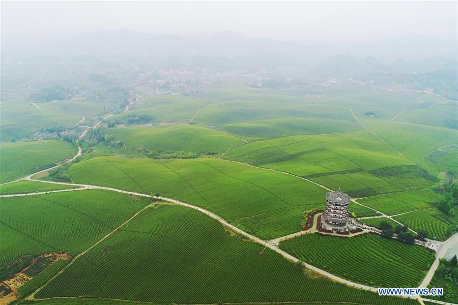 CHINA-MEITAN-TEA GARDEN(CN)