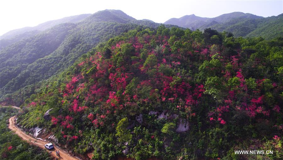 CHINA-ANHUI-JINZHAI-AZALEA FLOWER (CN)