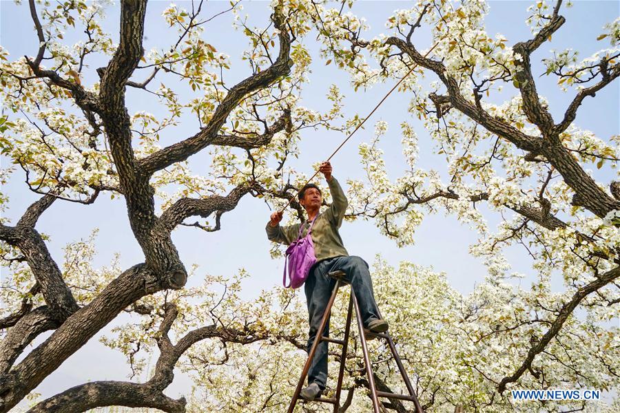 CHINA-HEBEI-CHANGLI-PEAR GARDEN(CN)