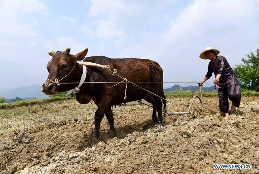 #CHINA-GUIZHOU-PLOUGHING FESTIVAL (CN)