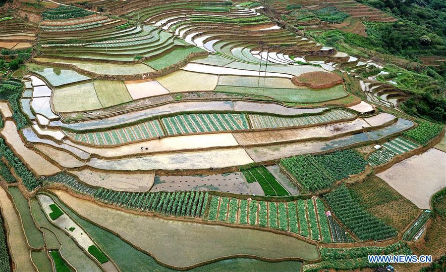 CHINA-GUANGXI-LONGLIN-TERRACE SCENERY (CN)