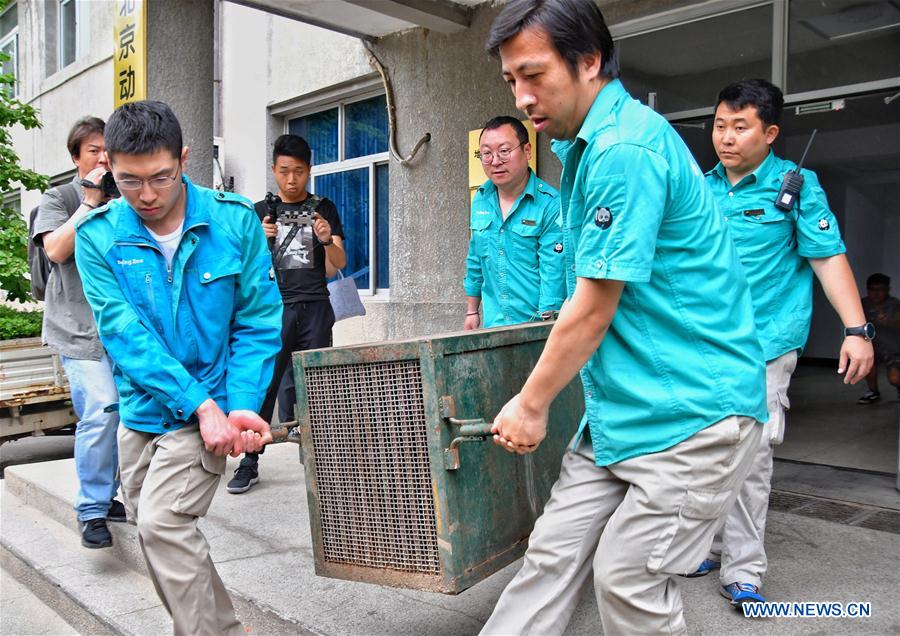 CHINA-BEIJING-ANIMAL CARE-SNOW LEOPARD-RECOVERY (CN)