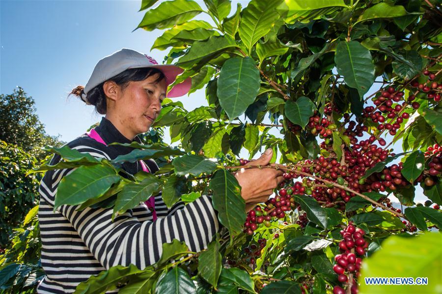 CHINA-YUNNAN-AGRICULTURE-BUSINESS-COFFEE (CN)