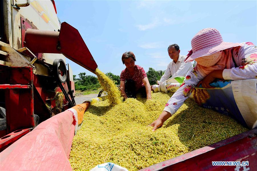 #CHINA-WHEAT-HARVEST (CN)