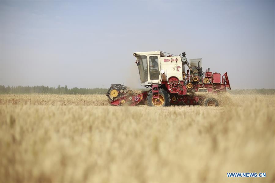 CHINA-HEBEI-SHIJIAZHUANG-WHEAT HARVEST (CN)