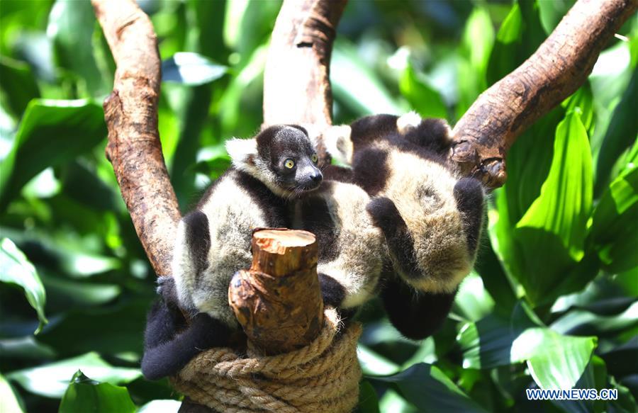 CHINA-GUANGZHOU-CHIMELONG-LEMUR VATIEGATUS-TRIPLETS (CN)