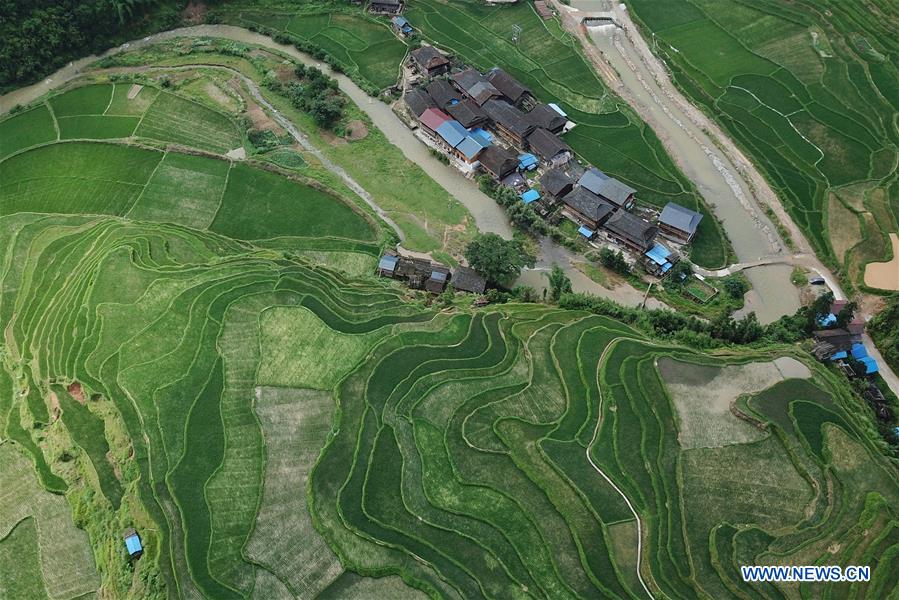 CHINA-GUIZHOU-RONGJIANG-TERRACED FIELD (CN)