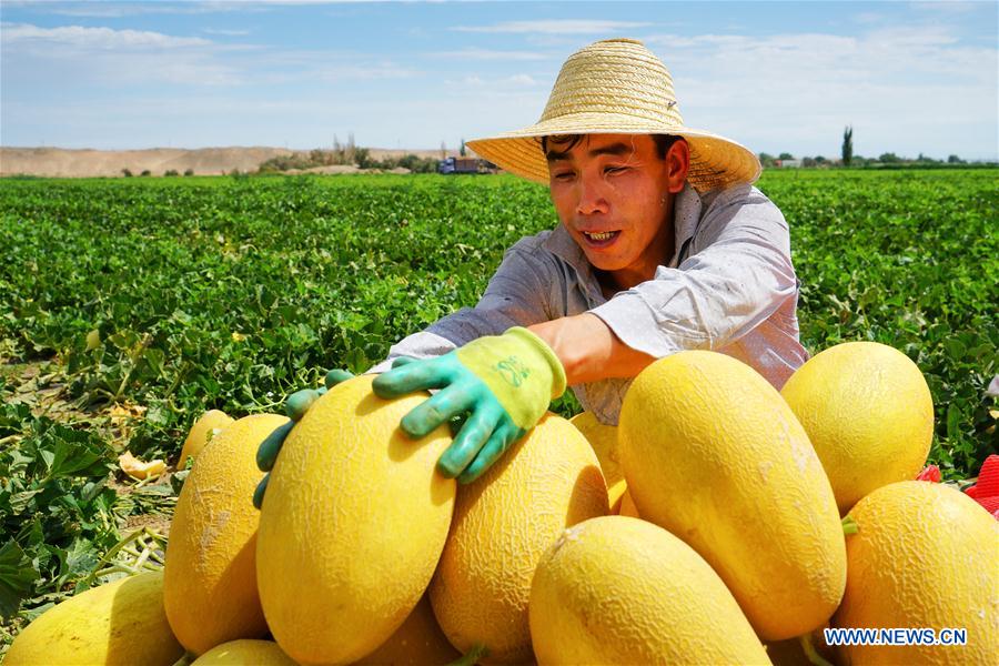 #CHINA-XINJIANG-AGRICULTURE-HAMI MELON-MARKET (CN)