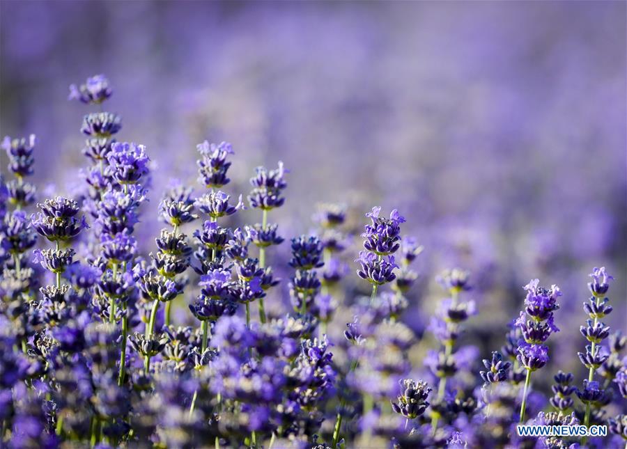 CHINA-XINJIANG-LAVENDER-HARVEST (CN) 