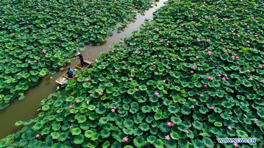 CHINA-HEBEI-SUMMER-LOTUS FLOWERS (CN)