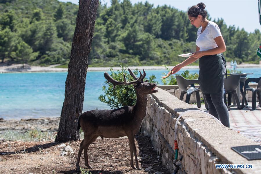 CROATIA-ISLAND BADIJA-FALLOW DEER