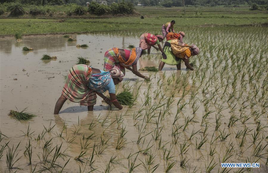 INDIA-KOLKATA-AGRICULTURE-PADDY FIELD