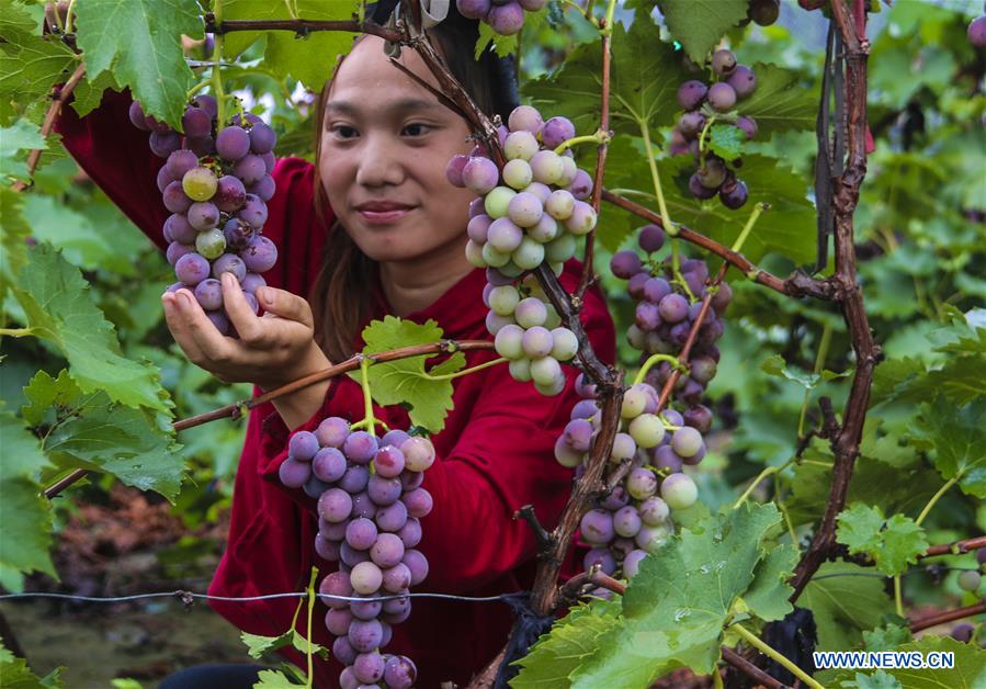 CHINA-HEBEI-YONGQING-GRAPES-HARVEST (CN)