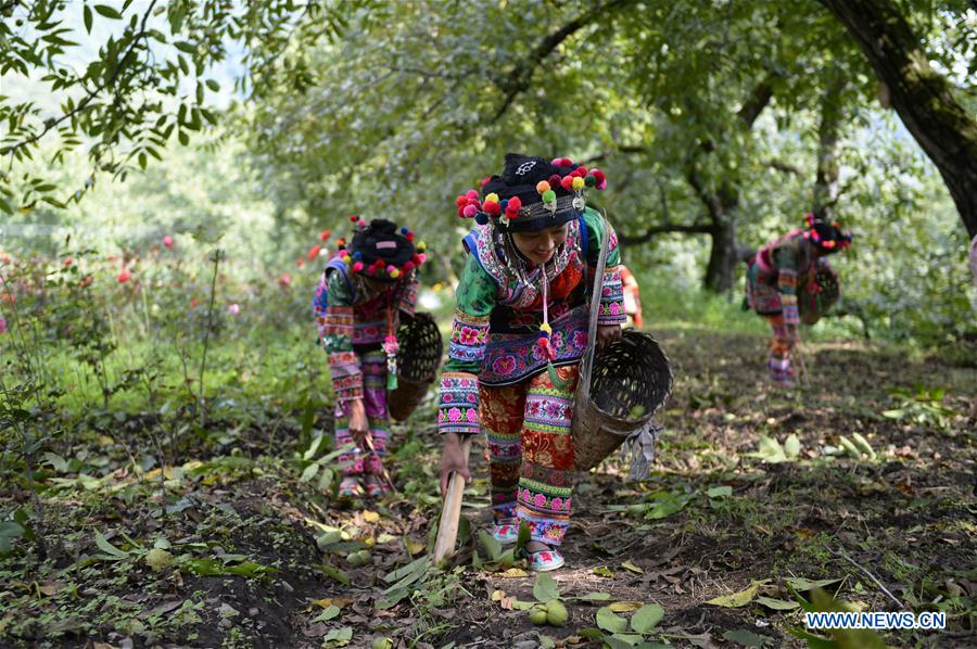 CHINA-YUNNAN-YANGBI-WALNUT PICKING FESTIVAL-TOURISM (CN)