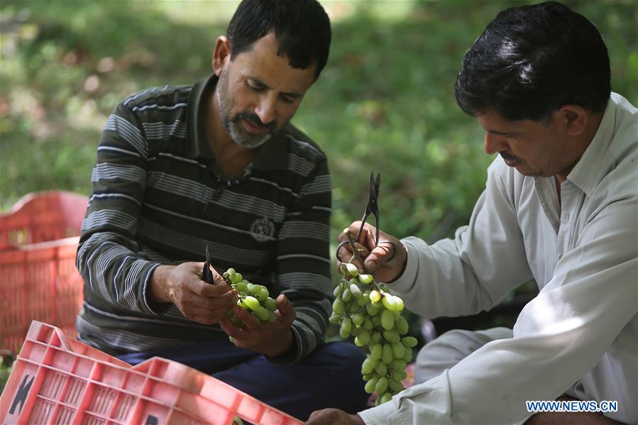 KASHMIR-SRINAGAR-GRAPE HARVEST