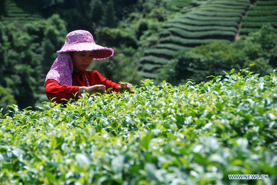 #CHINA-GUANGXI-AUTUMN TEA PICKING(CN)