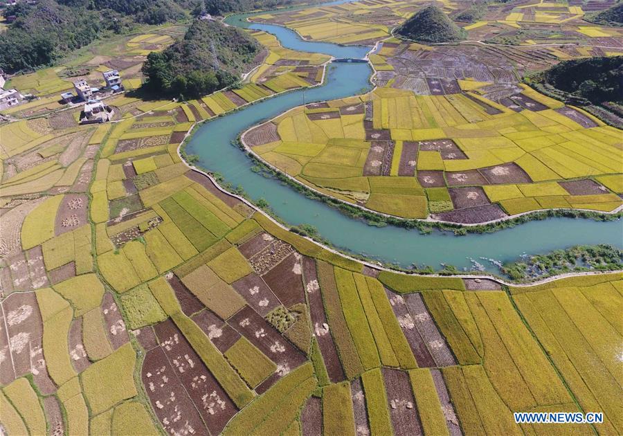 CHINA-YUNNAN-GUANGNAN-RICE FIELDS-HARVEST (CN)