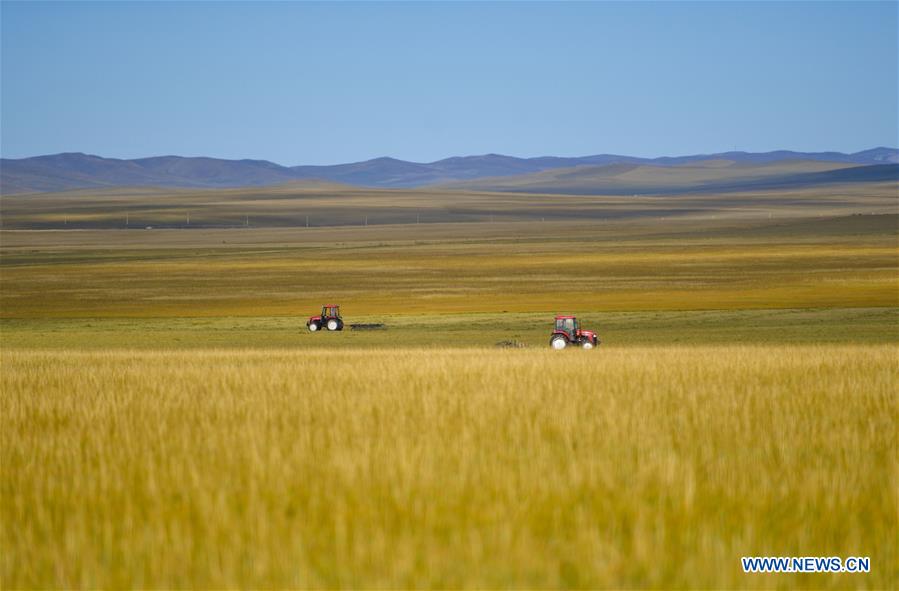 CHINA-INNER MONGOLIA-GRASS-HARVEST (CN)