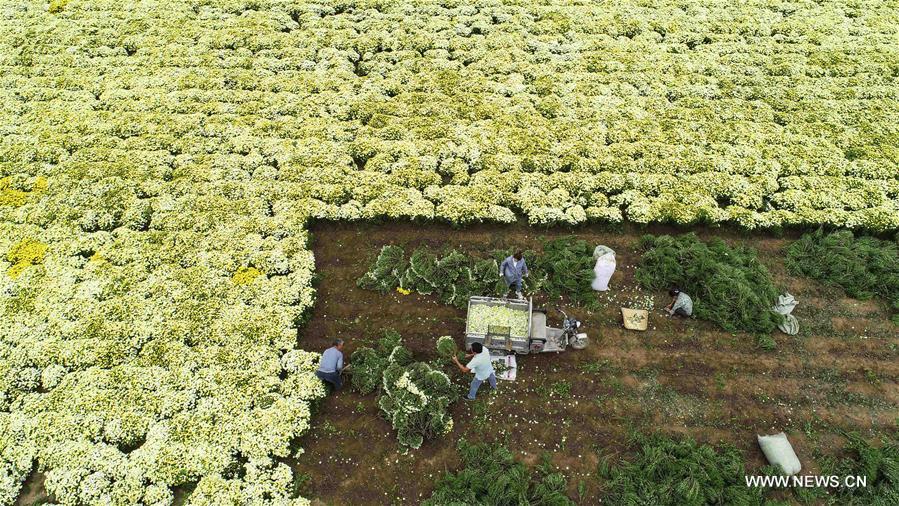 #CHINA-AUTUMN-CHRYSANTHEMUM-HARVEST (CN)