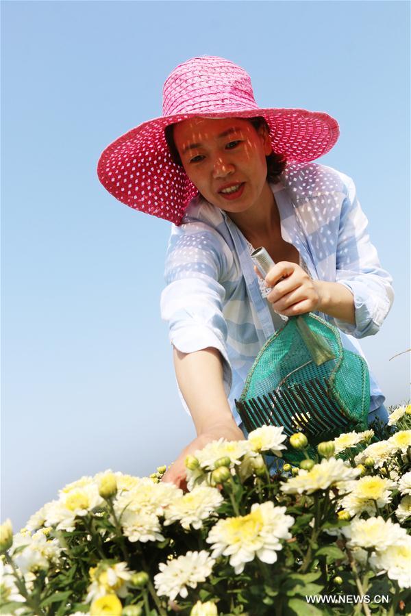 #CHINA-AUTUMN-CHRYSANTHEMUM-HARVEST (CN)