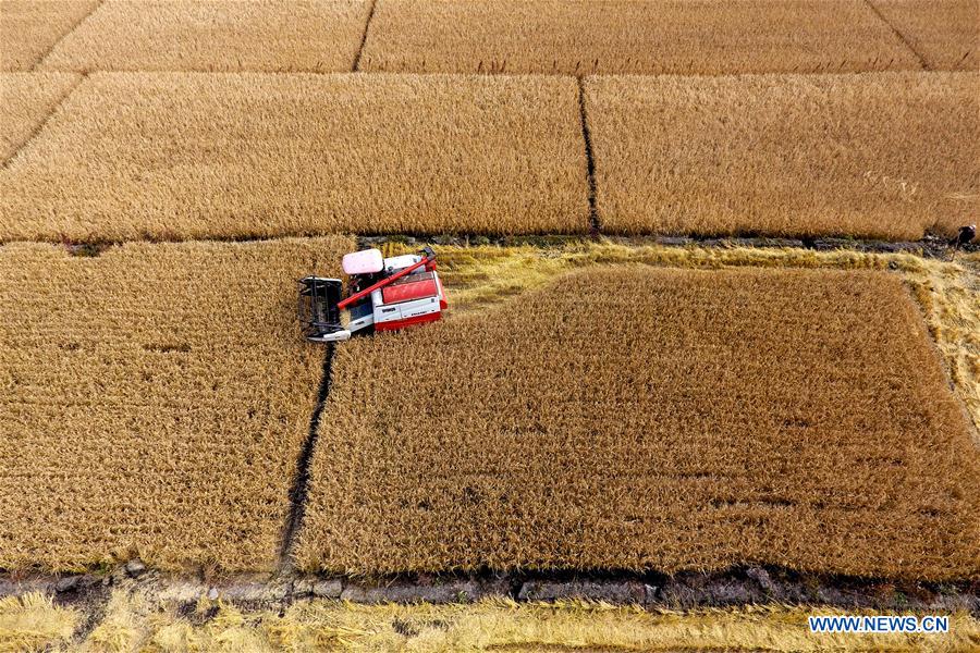 CHINA-AUTUMN-HARVEST (CN)