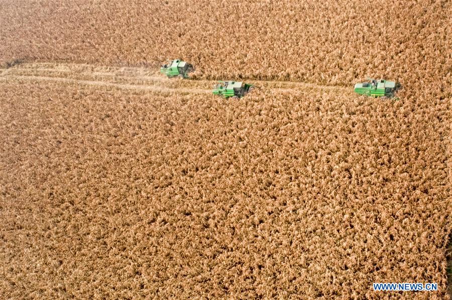 #CHINA-AGRICULTURE-HARVEST (CN)