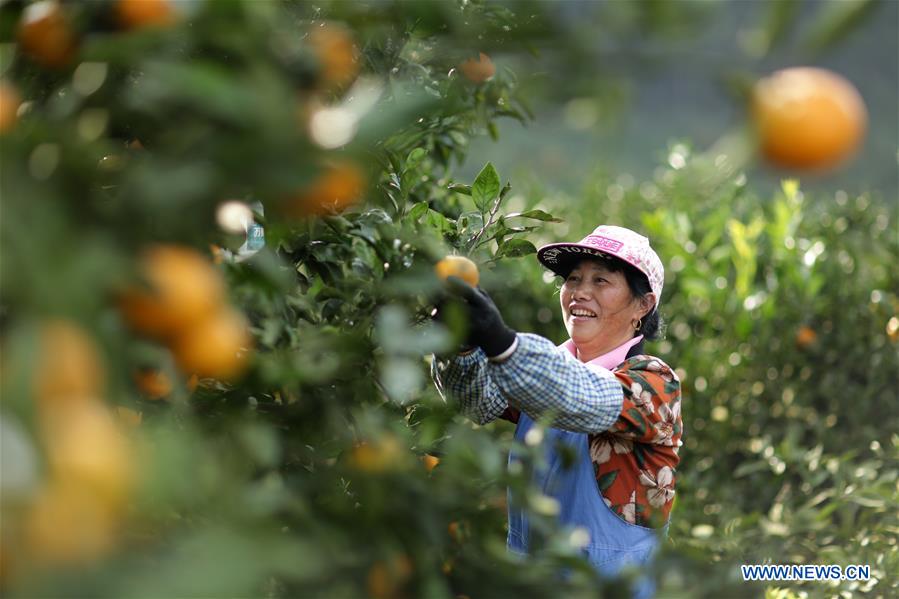 #CHINA-GUIZHOU-ORANGE-HARVEST (CN)