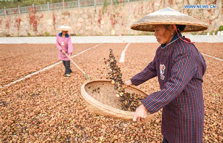 #CHINA-GUIZHOU-FRUIT-HARVEST (CN)