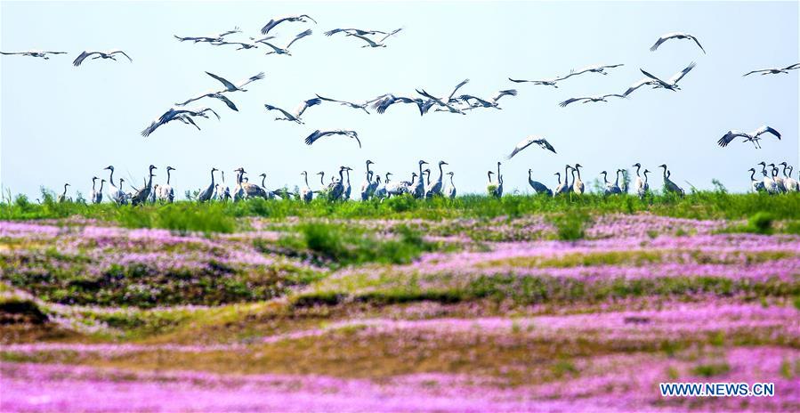 #CHINA-JIANGXI-POYANG LAKE-MIGRATORY BIRDS (CN)